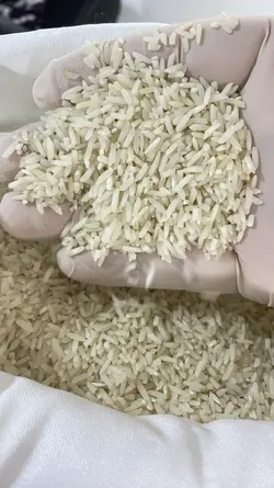 سرلاشه طارم هاشمی کشت اول