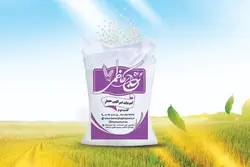 نیم دانه امرالهی کشت دوم