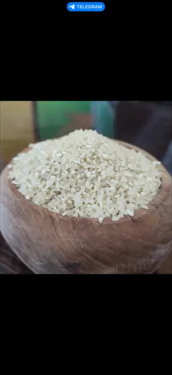 نیم دانه امرالهی کشت دوم