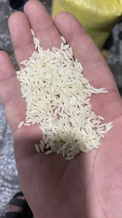 برنج امرالهی سوپر ویژه کشت دوم