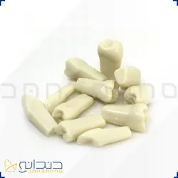 دنتیک تکی - مدل دندان آکریلی آموزشی - پایین چپ