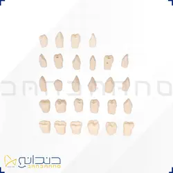دنتیک تکی - مدل دندان آکریلی آموزشی - پایین چپ