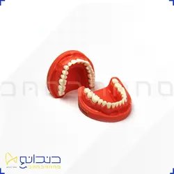 کست آموزشی لثه سخت با 28 عدد دندان - دو فک
