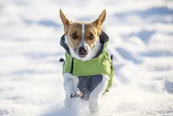 کاپشن تدی سگ کربل Kerbl Outdoor Dog Coat Vancouver