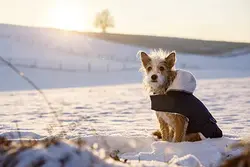کاپشن تدی سگ کربل Kerbl Teddy Dog Coat