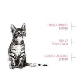 غذای خشک بچه گربه عقیم شده رویال کنین Royal Canin Kitten Sterilised وزن 2 کیلوگرم