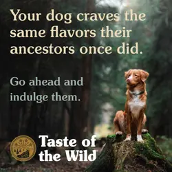 غذای خشک توله سگ تیست آف د وایلد Taste Of The Wild High Prairie Puppy وزن 2.27 کیلوگرم