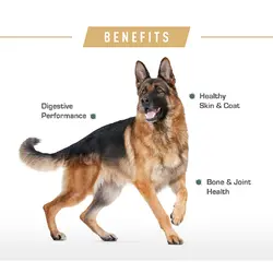 غذای خشک سگ رویال کنین مدل German Shepherd وزن 1 کیلوگرم