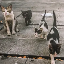 غذای خشک گربه حمایتی وزن 1 کیلوگرم