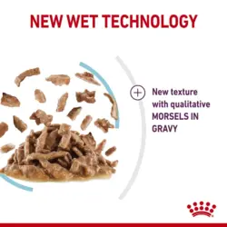 پوچ گربه بد غذا رویال کنین در سس Royal Canin Sensory Feel in Gravy وزن 85 گرم