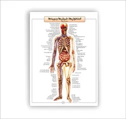 اطلس آناتومی بدن انسان 16 برگی انتشارات عصر اندیشه