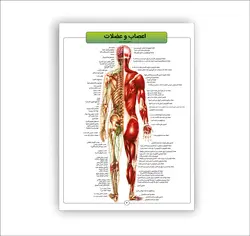 اطلس آناتومی بدن انسان 16 برگی انتشارات عصر اندیشه