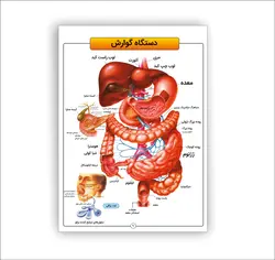 اطلس آناتومی بدن انسان 16 برگی انتشارات عصر اندیشه