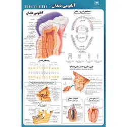 %پوستر بزرگ دندان% %پوسترهای کمک آموزشی% %عصر اندیشه%