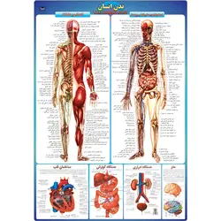 پوستر بزرگ بدن انسان پوستر آموزشی انتشارات عصر اندیشه