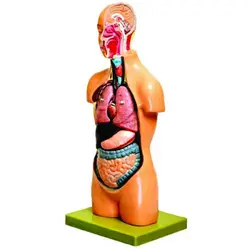 مولاژ نیم تنه بدن انسان (مقطع سر)، 8 قطعه