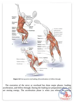 آناتومی بدنسازی تنیس به همراه برنامه تمرینی و آموزش