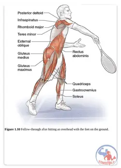 آناتومی بدنسازی تنیس به همراه برنامه تمرینی و آموزش