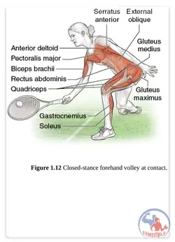 آناتومی بدنسازی تنیس به همراه برنامه تمرینی و آموزش