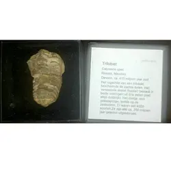 فسیل ترایلوبایت متعلق به 410 میلیون سال پیش - موسسه طبیعت آسمان شب | فروشگاه تلسکوپ دوچشمی میکروسکوپ