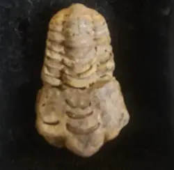 فسیل ترایلوبایت متعلق به 410 میلیون سال پیش - موسسه طبیعت آسمان شب | فروشگاه تلسکوپ دوچشمی میکروسکوپ