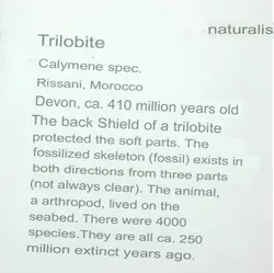 فسیل ترایلوبایت متعلق به 410 میلیون سال پیش - موسسه طبیعت آسمان شب | فروشگاه تلسکوپ دوچشمی میکروسکوپ