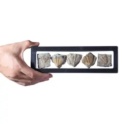 مجموعه پنج فسیل ترایلوبایت متعلق به 450 میلیون سال قبل - موسسه طبیعت آسمان شب | فروشگاه تلسکوپ دوچشمی میکروسکوپ