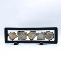 مجموعه پنج فسیل ترایلوبایت متعلق به 450 میلیون سال قبل - موسسه طبیعت آسمان شب | فروشگاه تلسکوپ دوچشمی میکروسکوپ