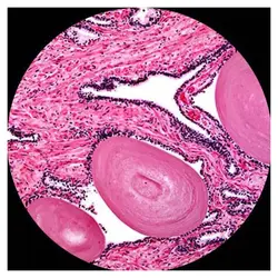 ميكروسكوپ دوچشمی زیستی مدل AMscope B120 - موسسه طبیعت آسمان شب | فروشگاه تلسکوپ دوچشمی میکروسکوپ