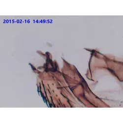 دوربین میکروسکوپ 1.3 مگاپیکسل با نرم افزار Image analyzer - موسسه طبیعت آسمان شب | فروشگاه تلسکوپ دوچشمی میکروسکوپ