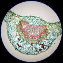 ميكروسكوپ زیستی برسر - موسسه طبیعت آسمان شب | فروشگاه تلسکوپ دوچشمی میکروسکوپ