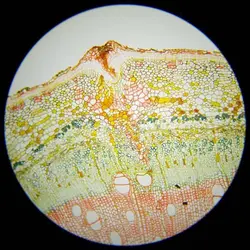 ميكروسكوپ زیستی برسر - موسسه طبیعت آسمان شب | فروشگاه تلسکوپ دوچشمی میکروسکوپ