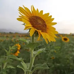 بذر آفتابگردان شمشیری