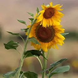 بذر آفتابگردان شمشیری