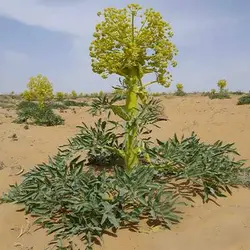 بذر آنغوزه