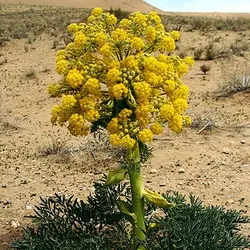 بذر آنغوزه