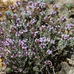 بذر آویشن باغی (ولگار)