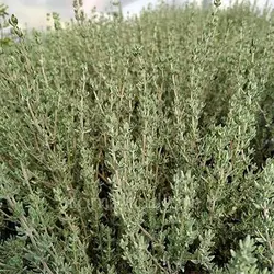 بذر آویشن باغی (ولگار)