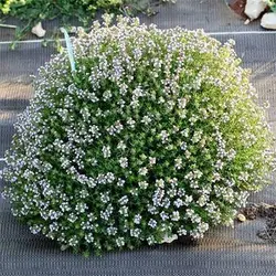 بذر آویشن باغی (ولگار)
