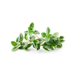 بذر آویشن شیرازی