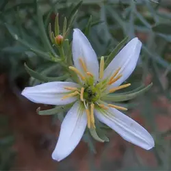 بذر اسپند