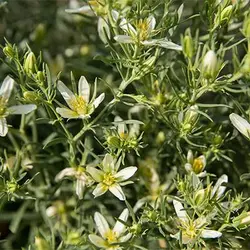 بذر اسپند