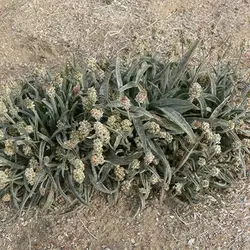 بذر اسفرزه
