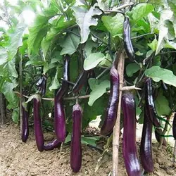 بذر بادمجان بلند بنفش چینی