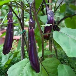 بذر بادمجان بلند بنفش چینی