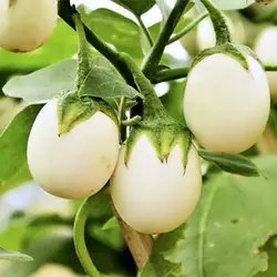 بذر بادمجان سفید تخم مرغی