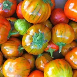 بذر بادمجان قرمز ترکی