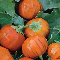 بذر بادمجان قرمز ترکی