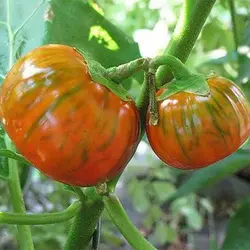 بذر بادمجان قرمز ترکی