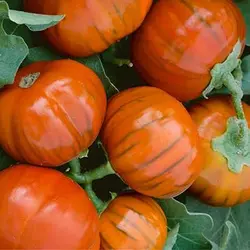 بذر بادمجان قرمز گرد